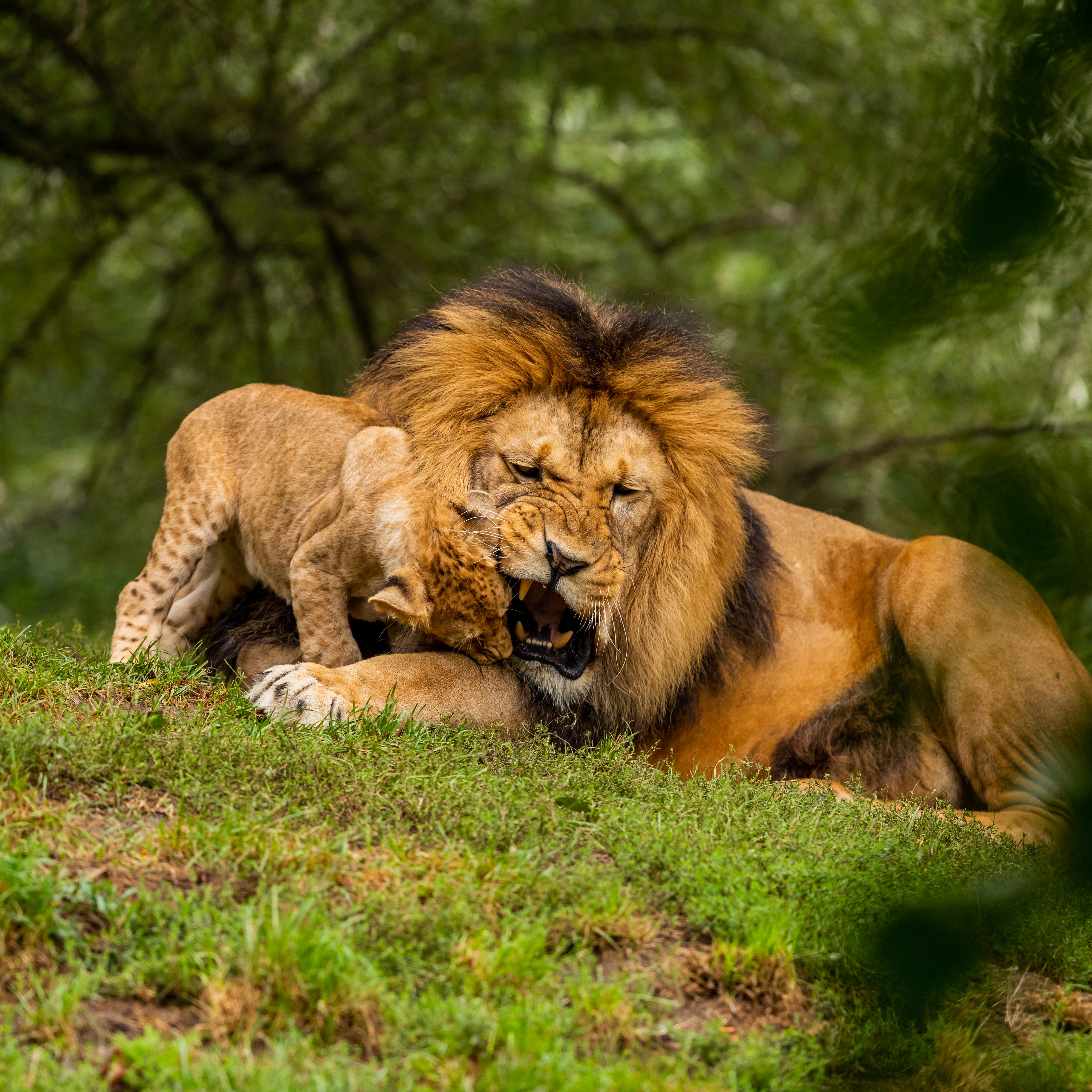 A lion lying on grass with a cub looking into his open mouth.