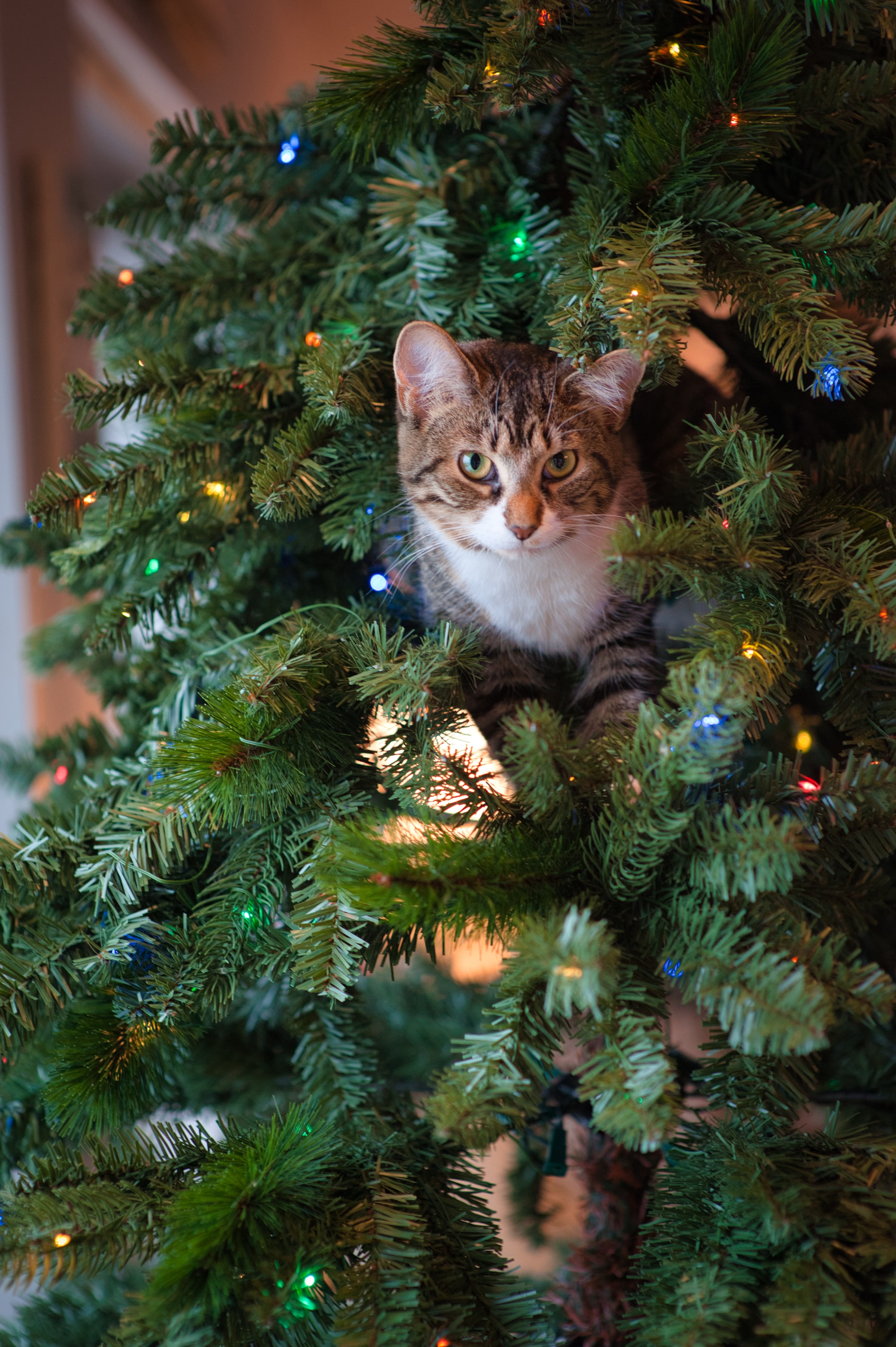 A cat looking out from the upper branches of a Christmas tree.