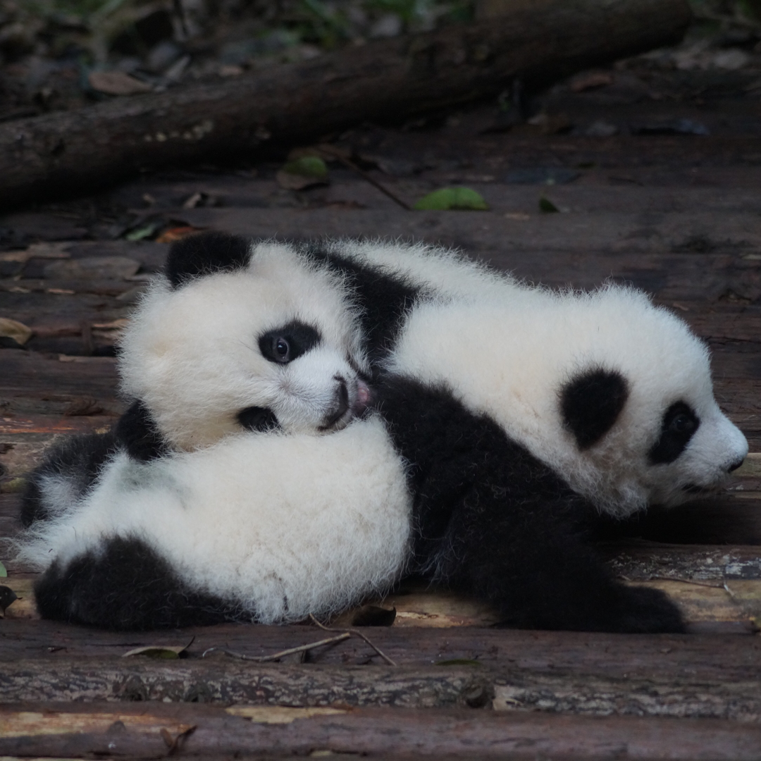 Two baby pandas lying on the ground, the first lying on its stomach, the second lying with its head on the back of the first.