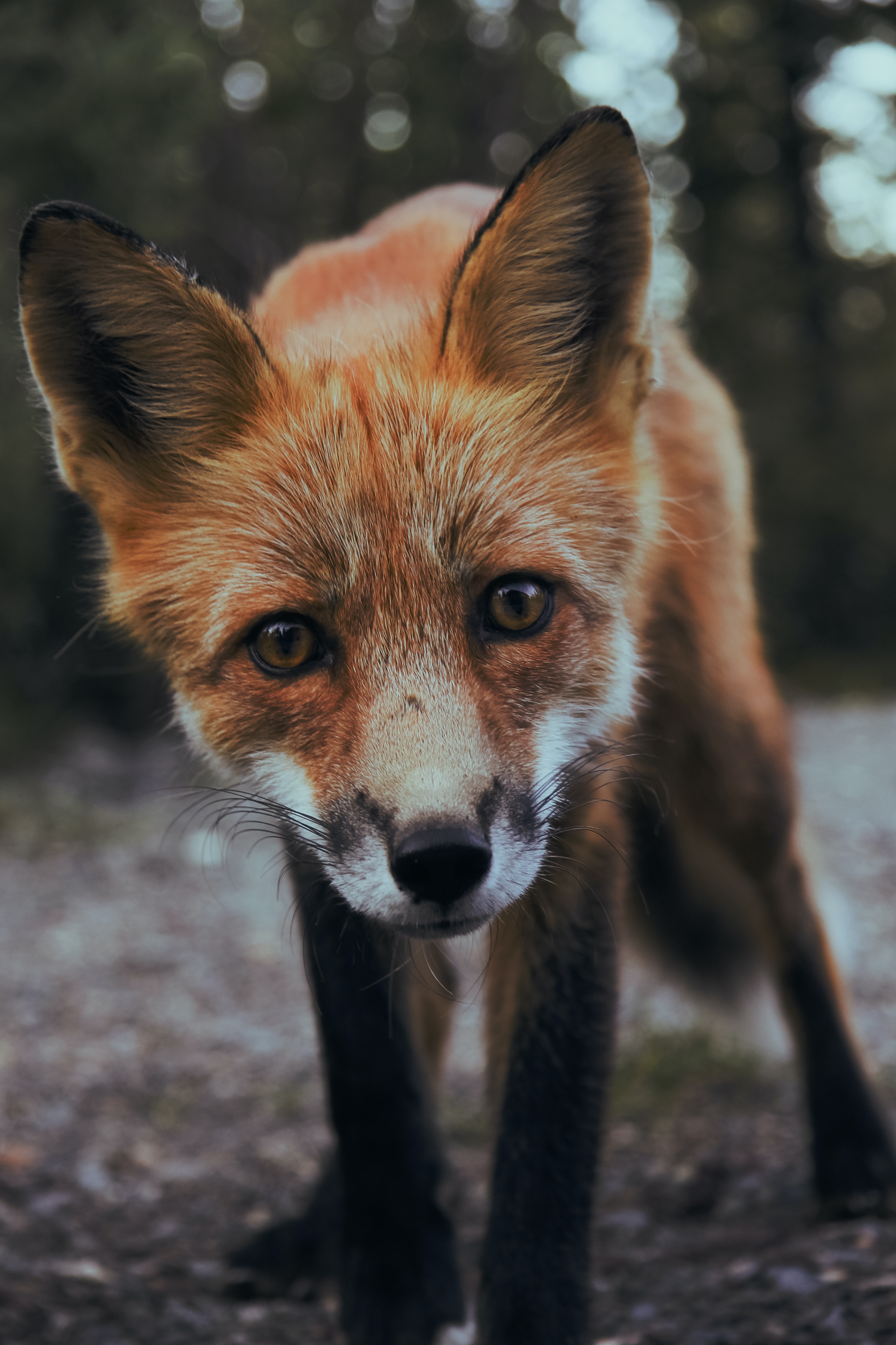 A fox peering directly into the camera that is photographing him from a low angle.