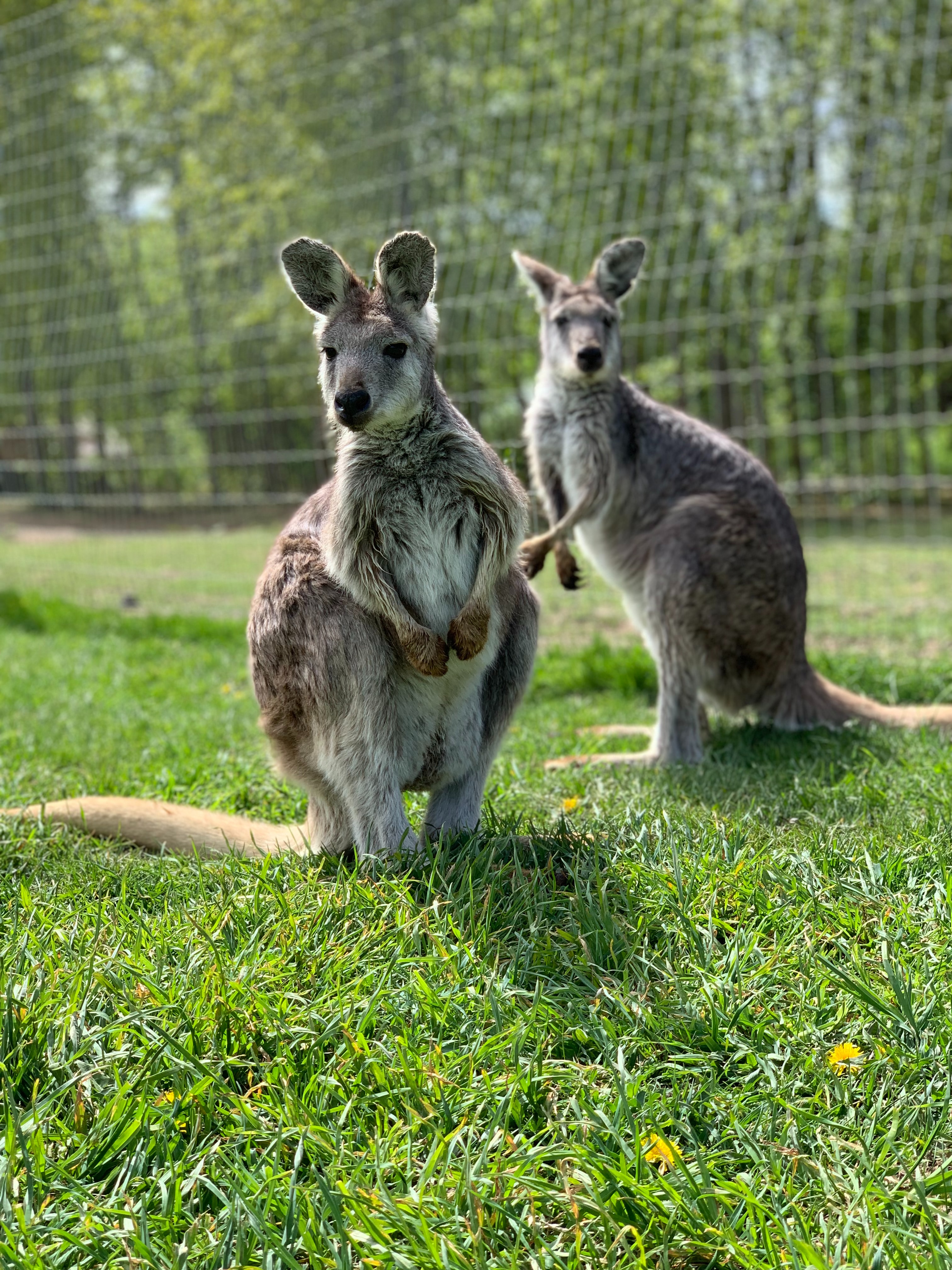 Two kangaroos standing still, not quite side by side, looking toward the camera.