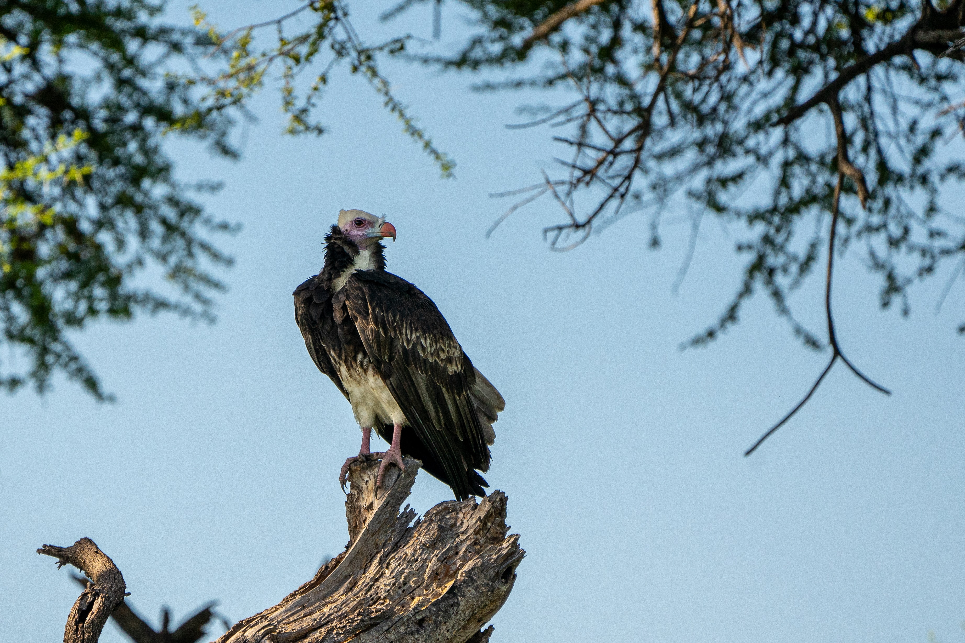 An endangered white-headed vulture sitting on a large broken branch, against a light blue sky.