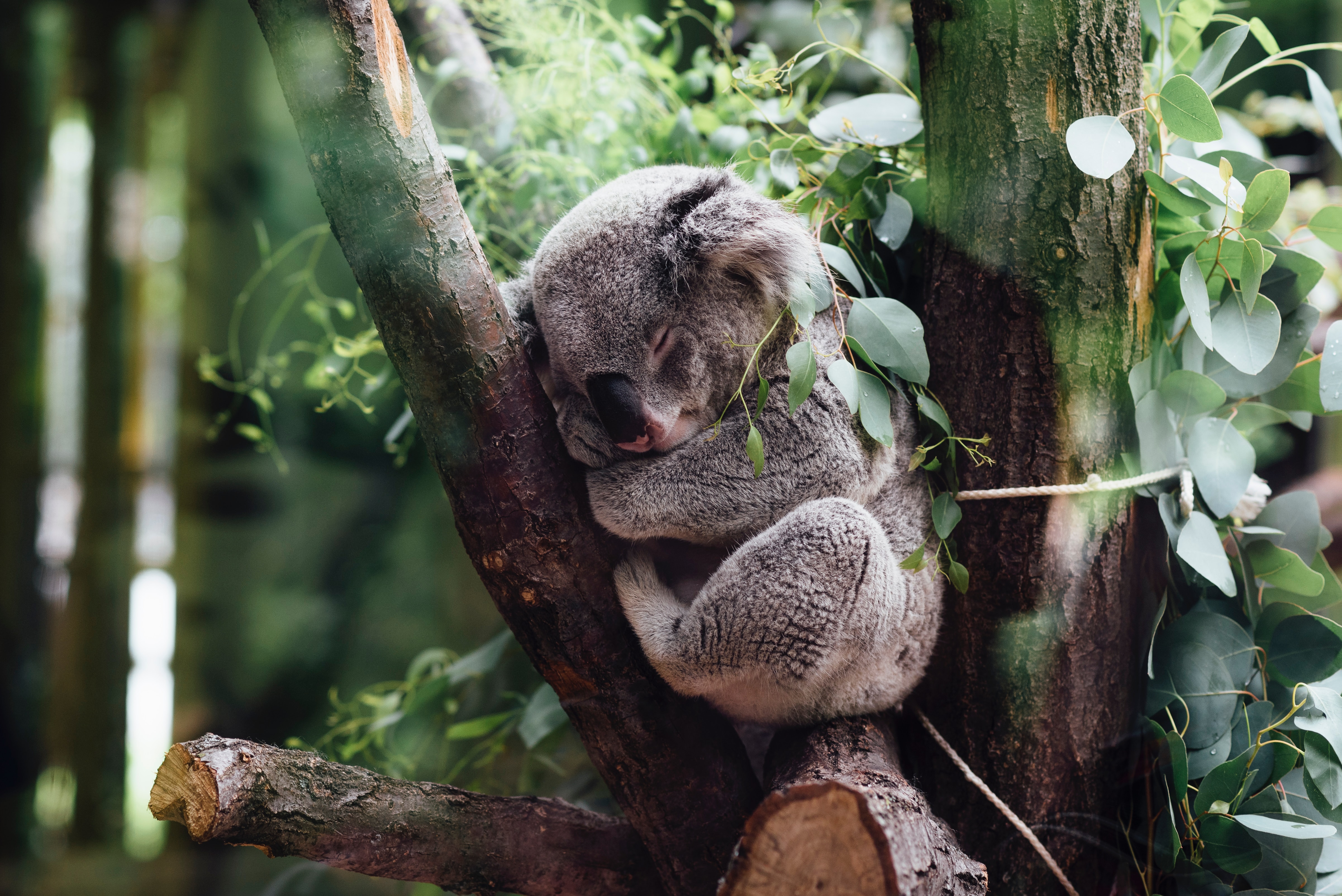 A koala sleeping between large tree branches.