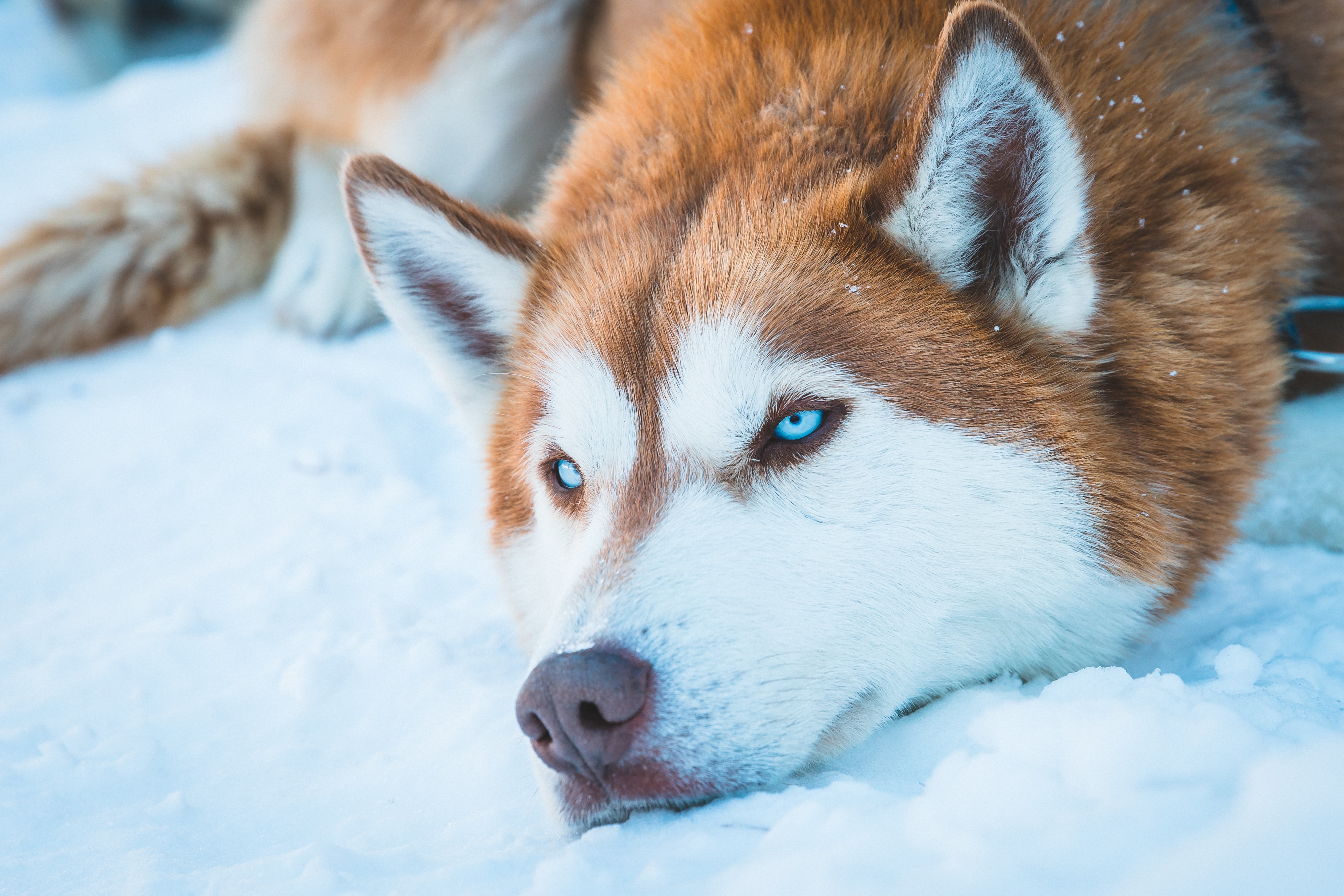 A blue-eyed, brown and white husky lying with its head in the snow.