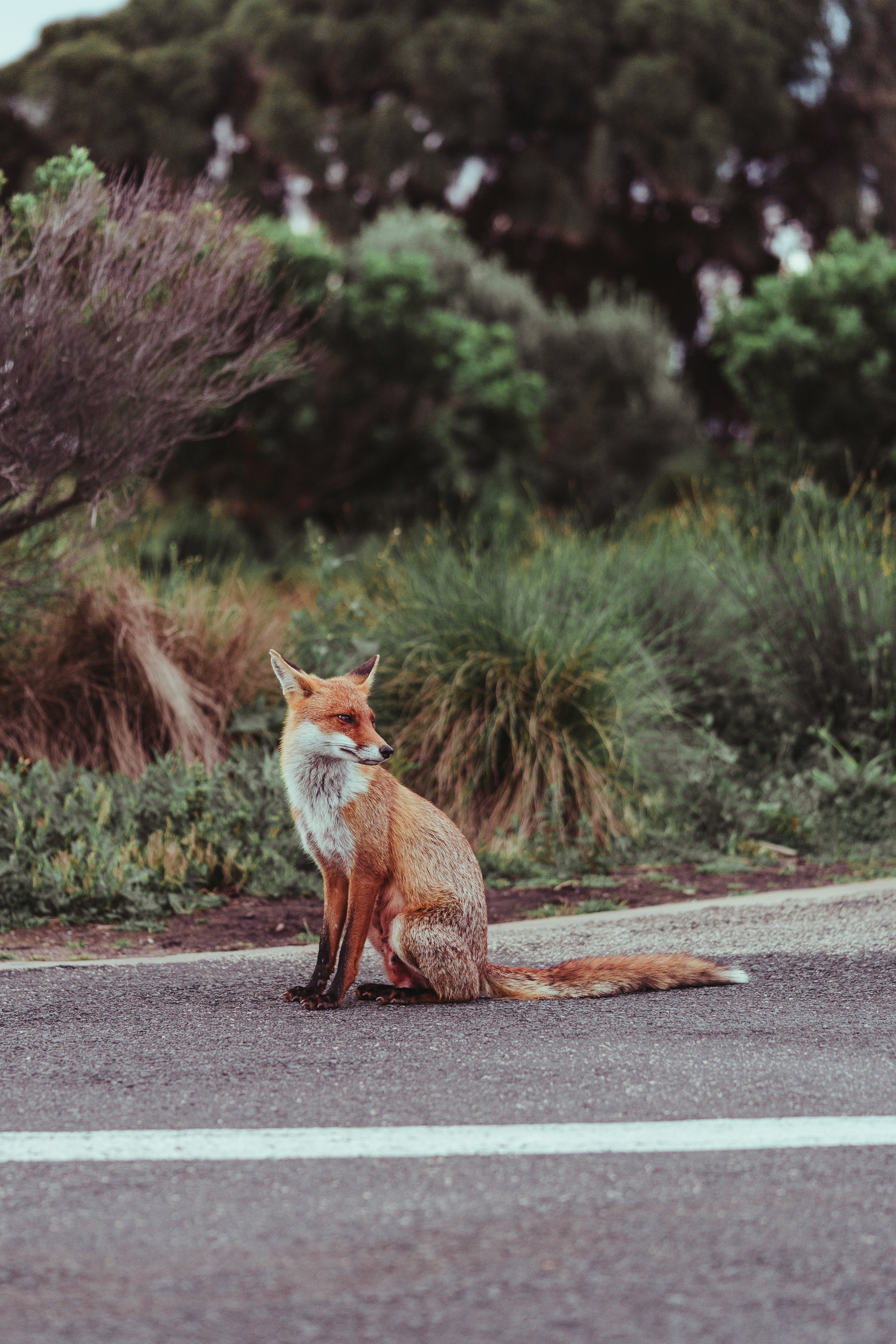 A fox sitting on the edge of a road doing a shoulder check.