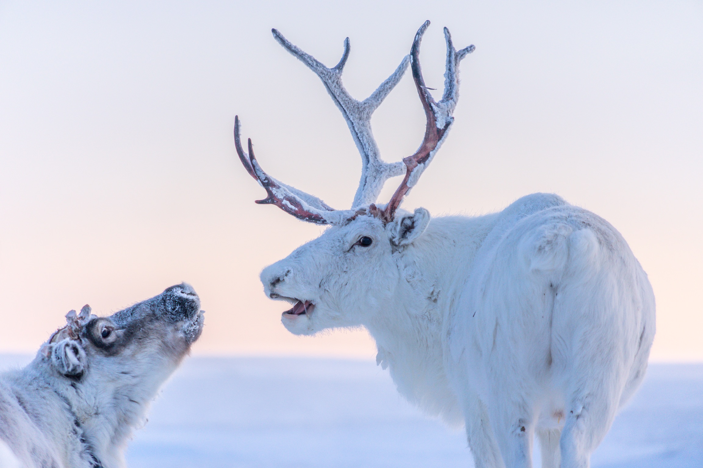 A white reindeer with antlers appears to be talking to a white reindeer with a grey face and no antlers. The second reindeer appears to be paint rapt attention.