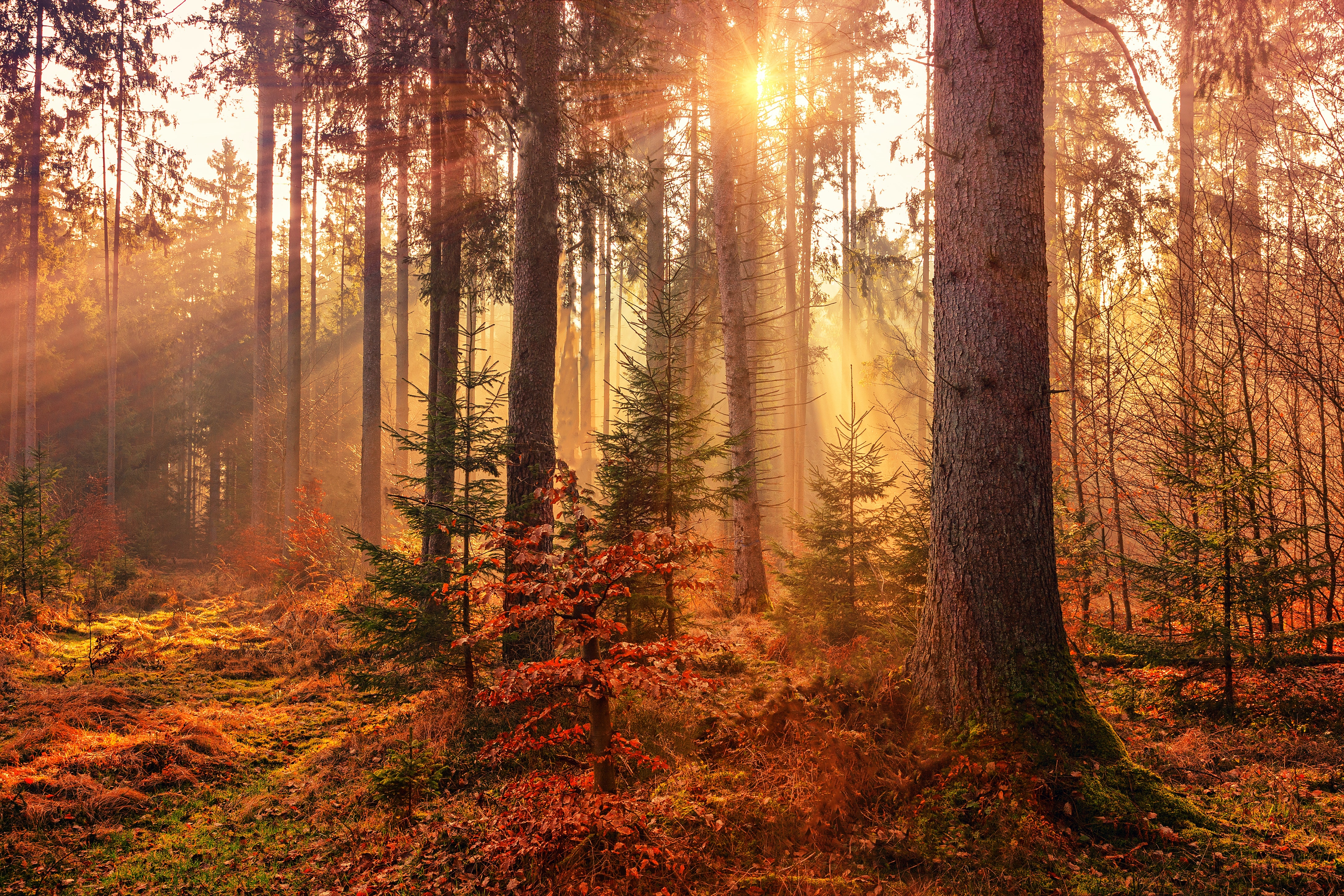 Rays of sunlight shining through the autumn colours of a forest.