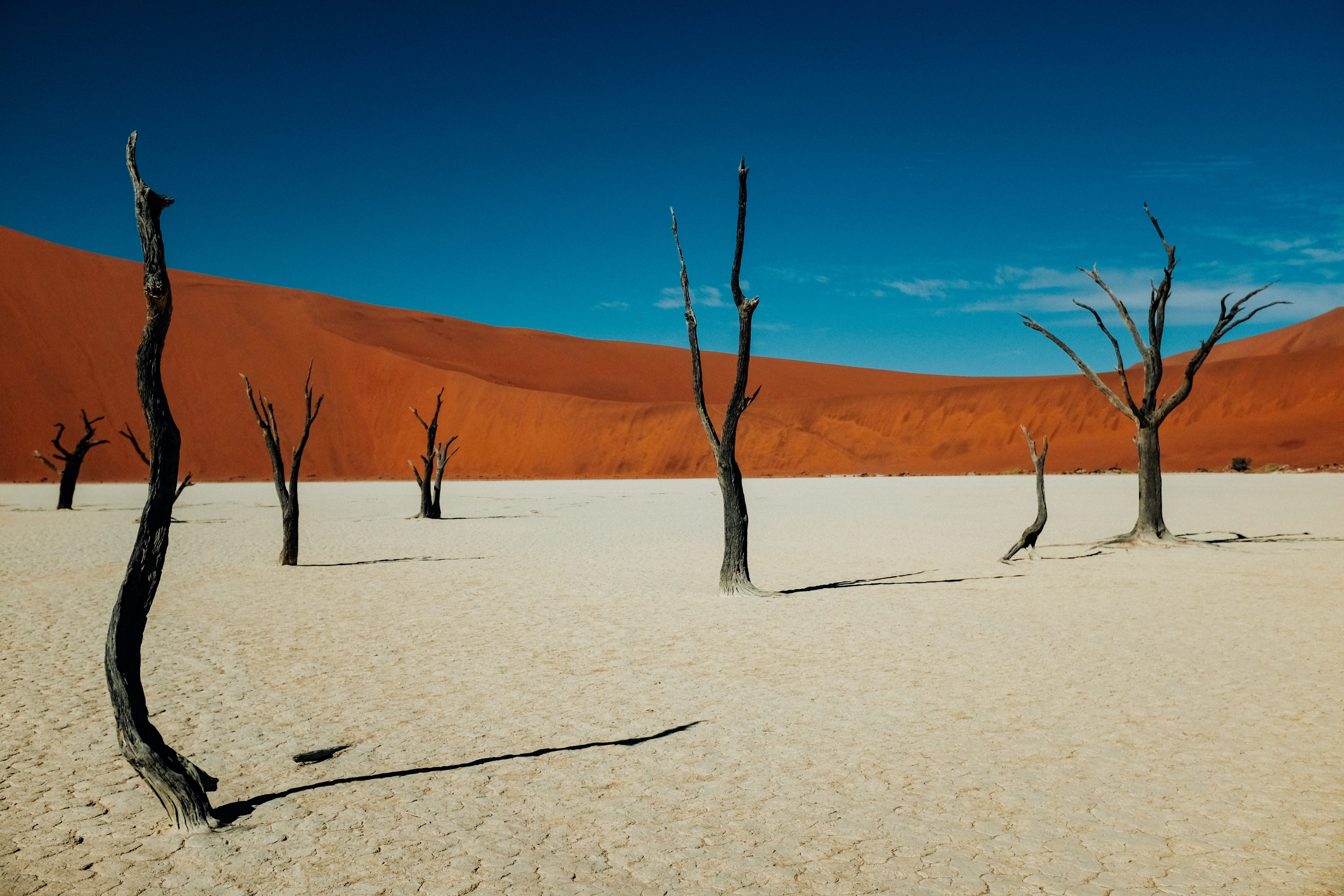 Dark, barren tree trunks in dry sandy-coloured soil. There is a rusty red mountain and a bright blue sky in the background.