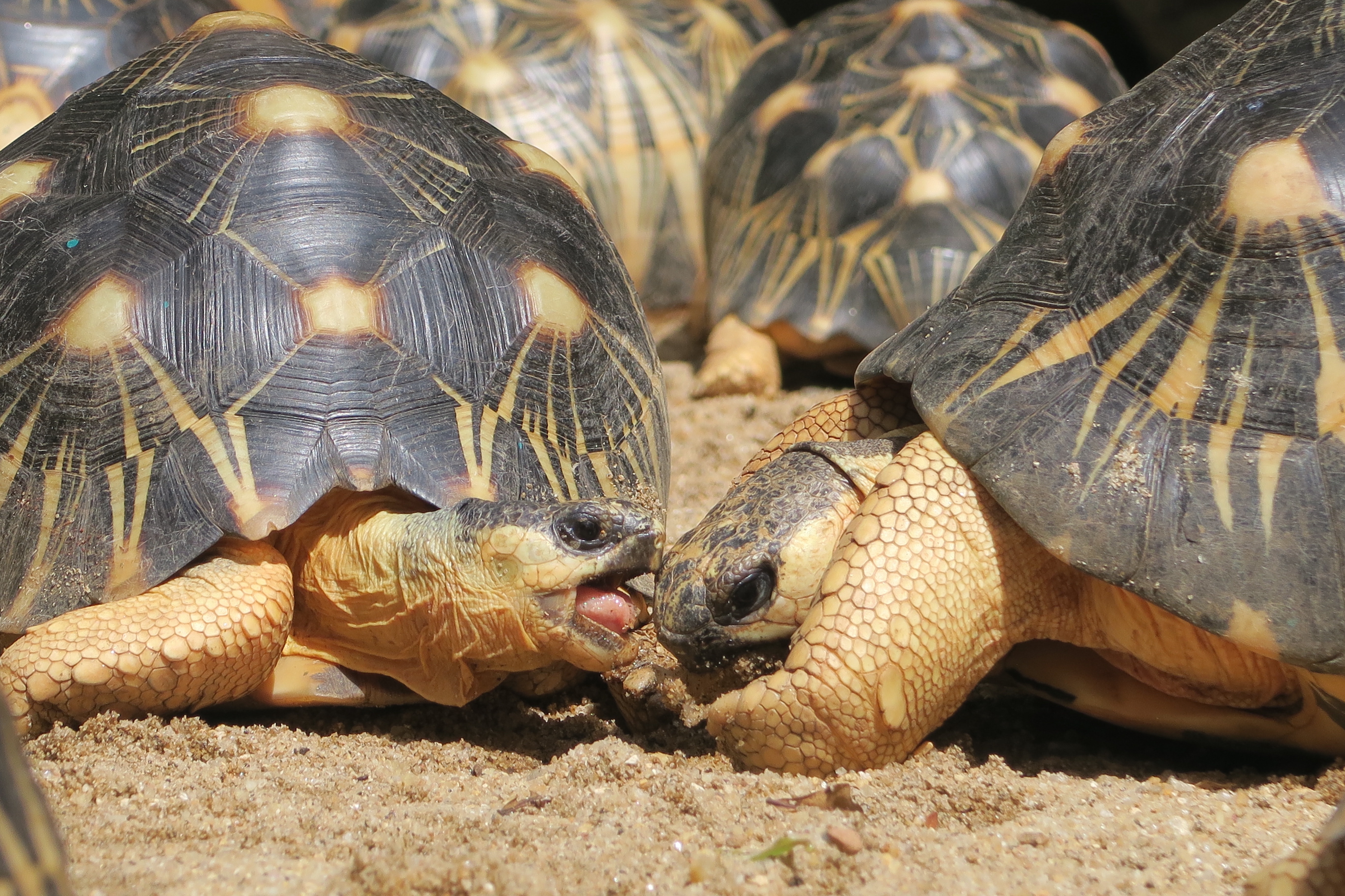 Two large turtles head to head. One has its mouth open and appears to be speaking into the ear of the other.