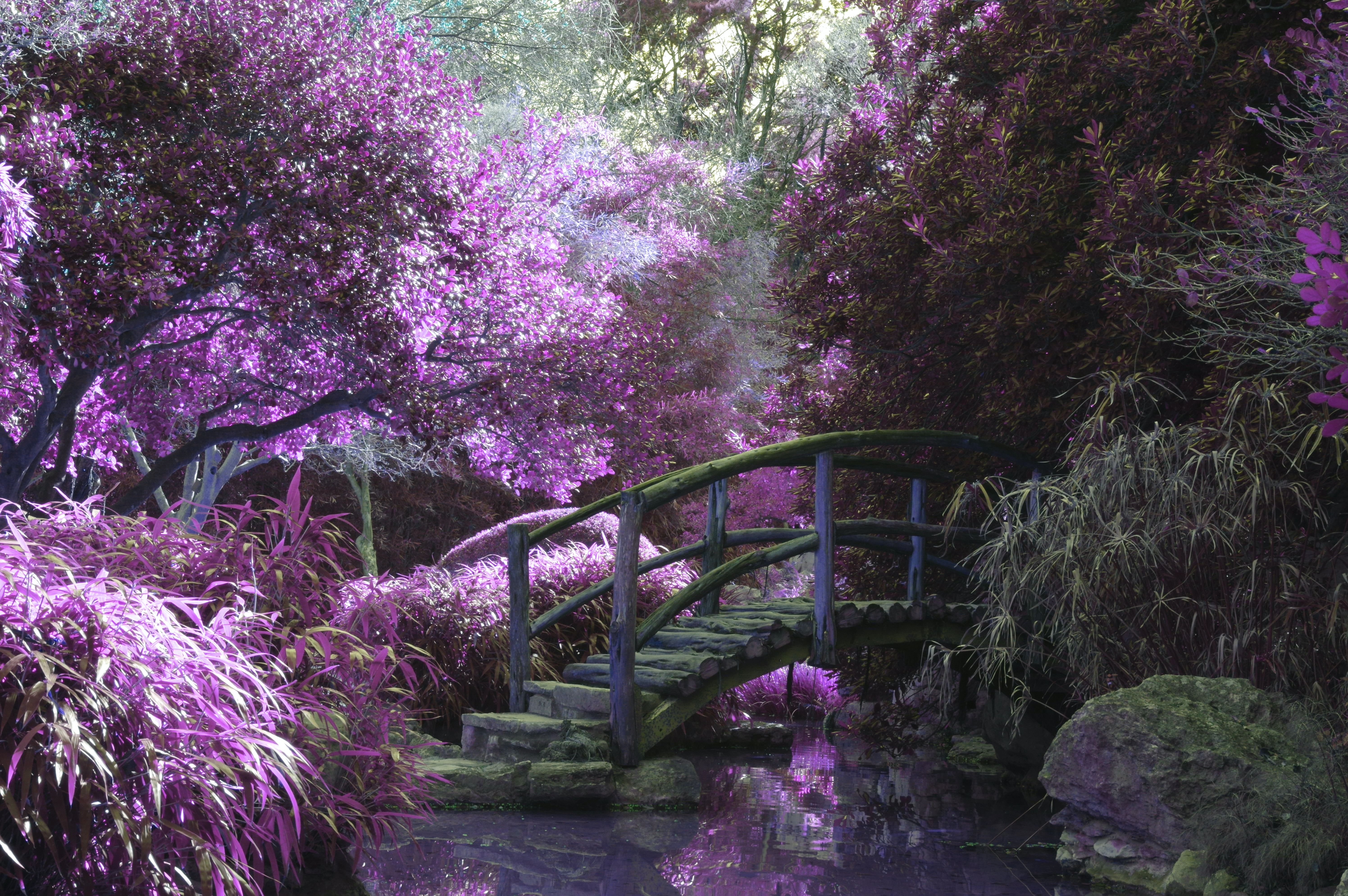 An old wooden bridge arches over a still stream that reflects the lilac-coloured flowering trees that surround it.