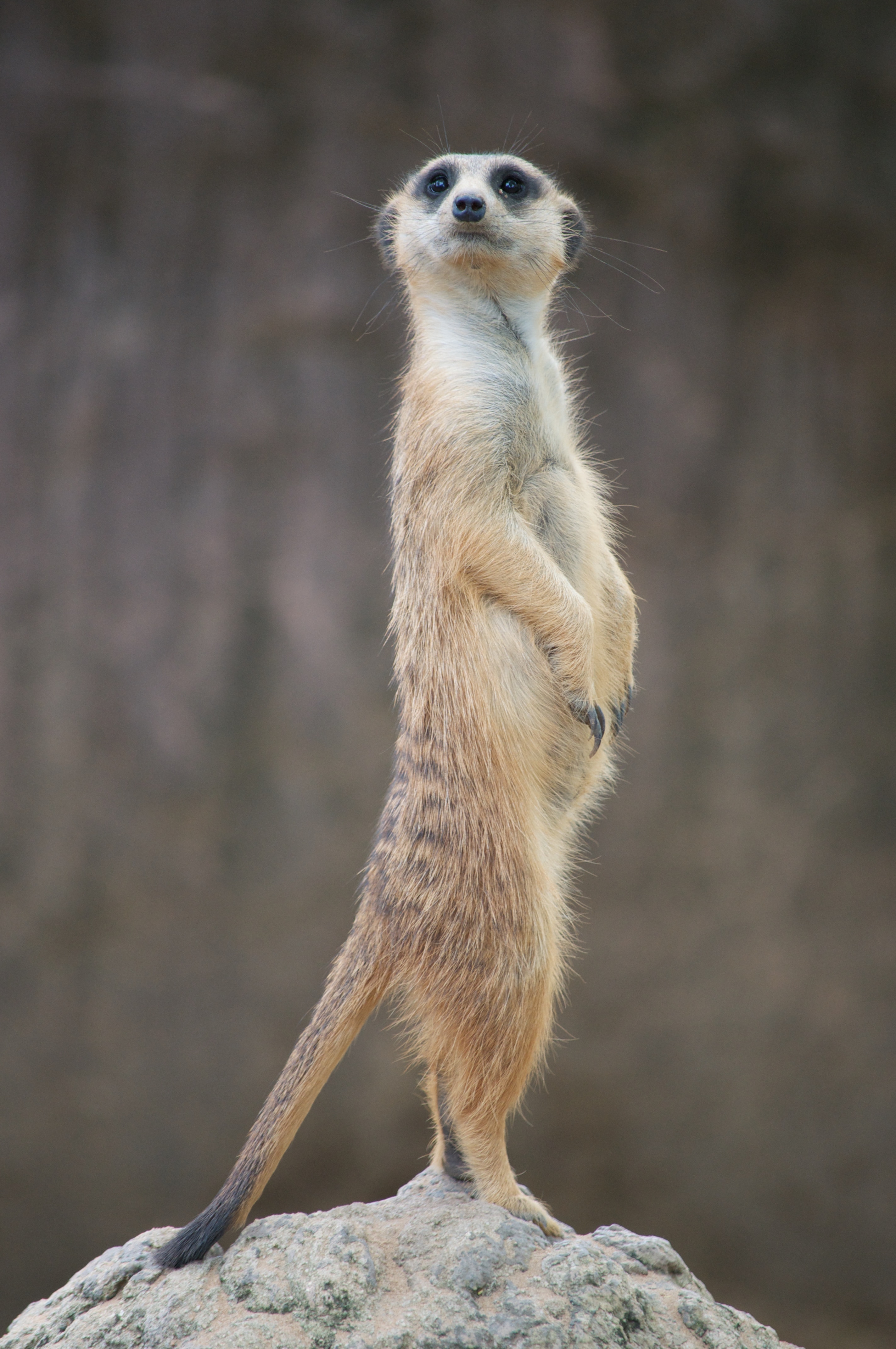 A meerkat standing up straight with its head turned to the right looking at the camera.