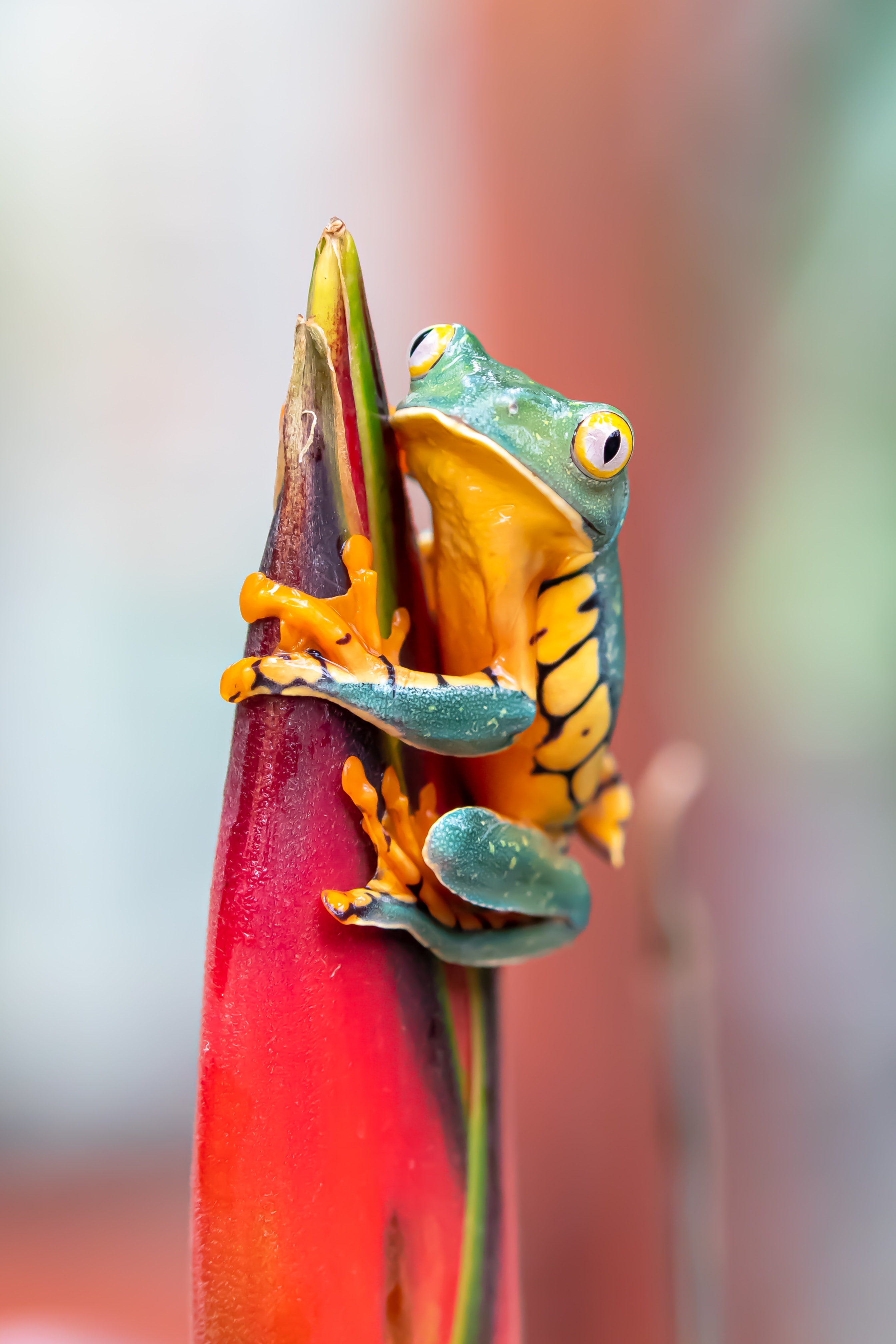 A tree frog is clinging to the conical bud of a colourful plant.